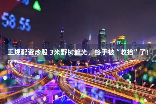 正规配资炒股 3米野树遮光，终于被“收拾”了！